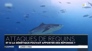 Miniature : 🇳🇨🇫🇷🦈 L'ADN comme alternative aux campagnes d'abattage de requins - 4/05/2026