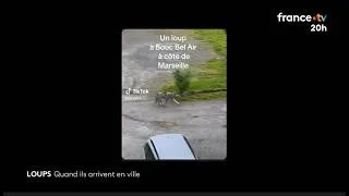 Miniature : 🇫🇷🐺Pourquoi les loups sont de plus en plus présents dans les villes françaises ? 27/04/2026