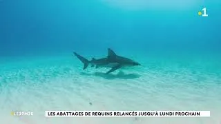Miniature : 🇳🇨🦈Les abattages de requins reprennent après l'attaque d'un rameur à Nouméa - 17/04/2026