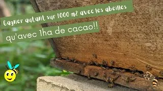 Miniature : Gagner autant sur 1000m2 avec les abeilles qu'avec 2 ha de cacao !!