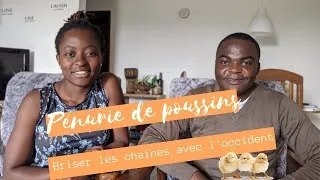 Miniature : Pénurie de poussins d'un jour en Afrique subsaharienne | pourquoi cette dépendance de l'occident?