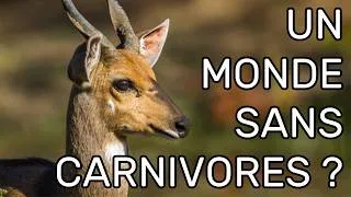 Miniature : UN MONDE SANS CARNIVORES ? - Vulgarisation scientifique