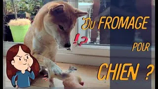 Miniature : Du fromage pour chien ? (oui.)