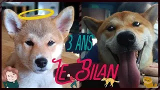 Miniature : Shiba : ce qu'il faut savoir APRES l'adoption (mais que sont-ils devenus 😱 ? )