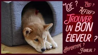 Miniature : Où trouver un bon éleveur sans se faire pigeonner ? (feat. les PIIIIIIIRES annonces du bon coin)