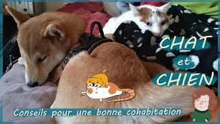 Miniature : Faire cohabiter chat et chien : impossible ?