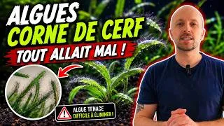 Miniature : Corne de cerf et algues filamenteuses : analyse complète de mon aquarium