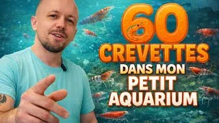 Miniature : 60 Crevettes dans mon petit aquarium