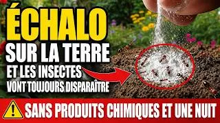 Miniature : Une Seule Nuit et les Fourmis de tes Plantes Disparaîtront pour Toujours — la Poudre à 1 Euro que