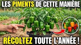 Miniature : Plante Tes Poivrons de Cette Façon, Récolte des Fruits Toute l'Année, ILS ne Veulent Pas que Tu le