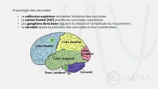 Miniature : Que nous apprennent les mouvements oculaires chez les personnes âgées ?
