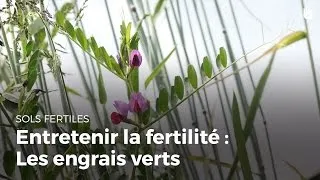 Miniature : Entretenir la fertilité du sol : les engrais verts