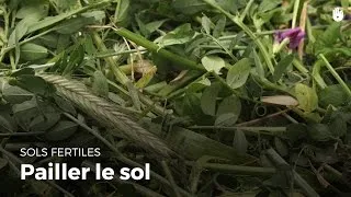 Miniature : Entretenir la fertilité du sol : le paillage | Entretenir la fertilité des sols