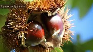 Miniature : Chestnut polysaccharides for an optimized phytotensor