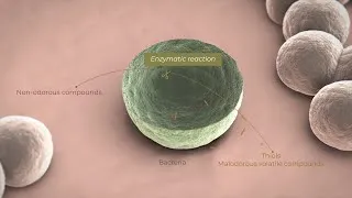 Miniature : How does DEOLYA® target axillary odors ?