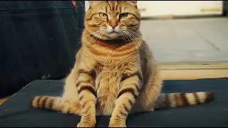 Miniature : Votre chat vous manipule ?  La vérité choquante sur l'intelligence féline !