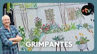 Miniature : Pas de panique : reorganiser un petit jardin avec des grimpantes - Silence, ça pousse !