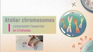 Miniature : Atelier chromosomes