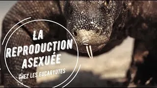 Miniature : La reproduction asexuée chez les Eucaryotes