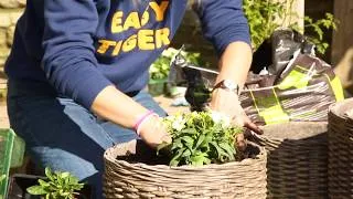 Miniature : Plantation de bulbes sur plusieurs étages pour ajouter de la couleur à votre printemps