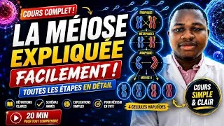 Miniature : 🔥💪Méiose : tout comprendre avant le Bac SVT 💪🔥
