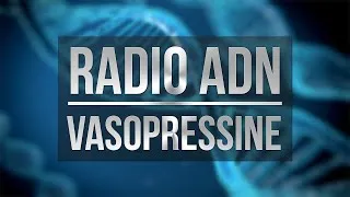 Miniature : RadioADN | Vasopressine