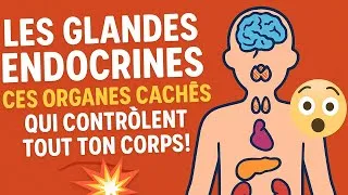 Miniature : 🧠 "Les Glandes Endocrines : Ces Organes Cachés Qui Contrôlent Tout Ton Corps ! 😲💥"