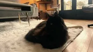 Miniature : RONRONNEMENT CHAT & PLUIE : 20 min de Calme Absolu (Slow Life)