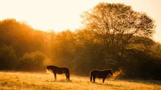 Miniature : Winter Morning in French Countryside 🇫🇷 | Frost, Horses & Sunrise Light