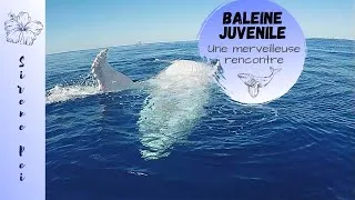 Miniature : BALEINEAU - RENCONTRE INOUBLIABLE