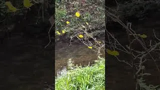 Miniature : Au fil de l'eau 🌿🏞🌿🏞🌿