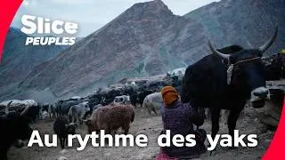 Miniature : Himalaya : une vie entière parmi les yaks | SLICE PEUPLES