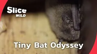 Miniature : The Secret Odyssey of Europe’s Bats | FULL DOC | SLICE WILD
