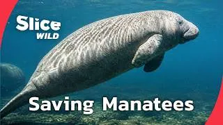 Miniature : The Orphaned Manatees of Brazil | FULL DOC | SLICE WILD