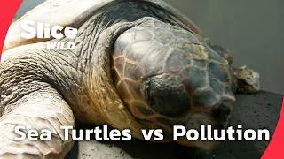 Miniature : Saving Sea Turtles from Ocean Pollution | SLICE WILD