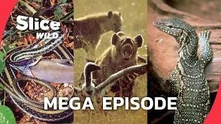Miniature : Nature’s Secret Wars: The Law of Survival | MEGA EPISODE | SLICE WILD