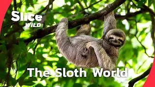 Miniature : Why the Sloth Lives So Slowly | FULL DOC | SLICE WILD