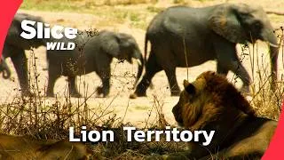Miniature : When a Newborn Elephant Must Cross Lion Territory | SLICE WILD