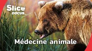 Miniature : Alter Ego Animal | Épisode 3: Comment se soignent les animaux ? | SLICE Docus
