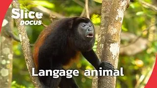Miniature : Alter Ego Animal | Épisode 2 : Les mystères du langage animal | SLICE Docus