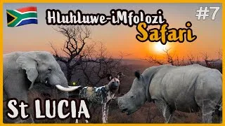 Miniature : Grosse surprise à Hluhluwe-iMfolozi - Safari et nuit dans le parc