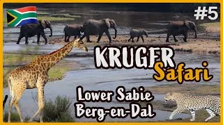 Miniature : Retour à KRUGER - Safari dans le SUD du parc de Lower Sabie à Berg-en-Dal