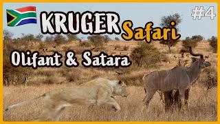 Miniature : Safari au parc KRUGER 🦁 - Attaque de lionne près de SATARA !