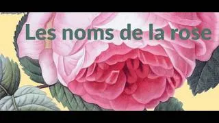 Miniature : Les noms de la rose à l'international par Philippe Manguy