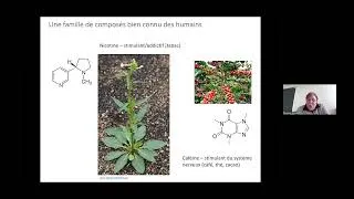 Miniature : Alcaloïdes végétaux : médiateurs chimiques des interactions plantes–organismes, Florence Nicolè.