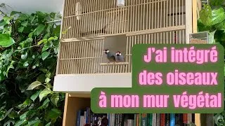 Miniature : J’ai adopté deux Padda de Java dans Mon Studio Créatif 🐦🌿 Cage Sur-Mesure DIY intégré au mur Végétal