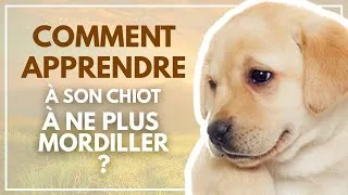 Miniature : Mon chiot me MORDILLE les mains ‼️
