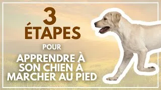 Miniature : [TUTO CHIEN] - Apprendre la Marche Au Pied à son chien en 3 ÉTAPES !