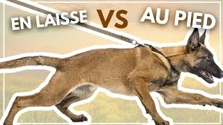 Miniature : Éduquer son chien : la Marche en Laisse vs la Marche au Pied !