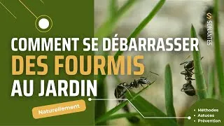 Miniature : Comment éliminer naturellement les fourmis de votre jardin | Astuces efficaces et écologiques